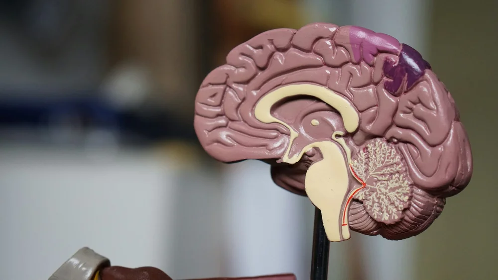 Anatomical model of the human brain, cut away to show the inside